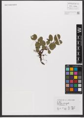 Foto von Salix reticulata L.